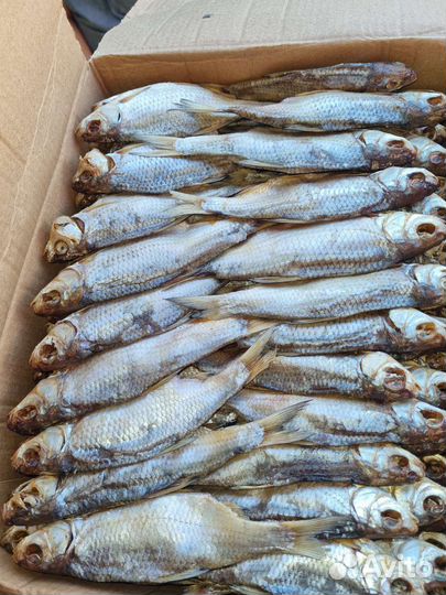 Вобла Астраханская