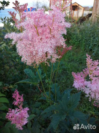 Многолетники для сада