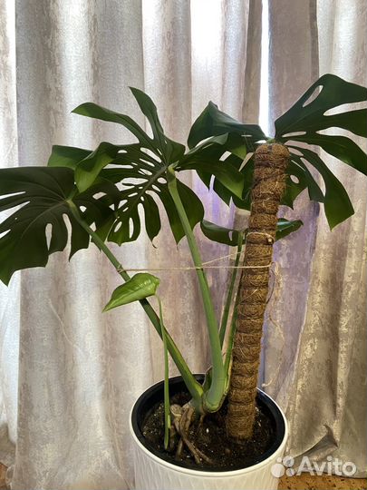 Комнатные цветы манстера