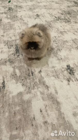 Померанский шпиц