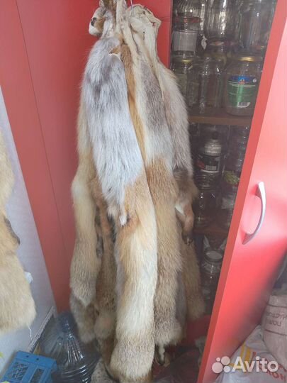 Шкура лисы