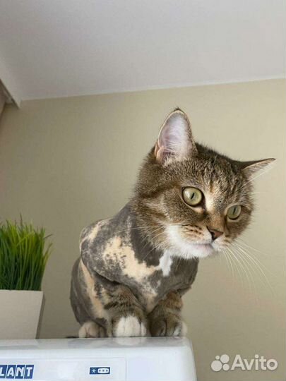 Стрижка кошек (выезд)