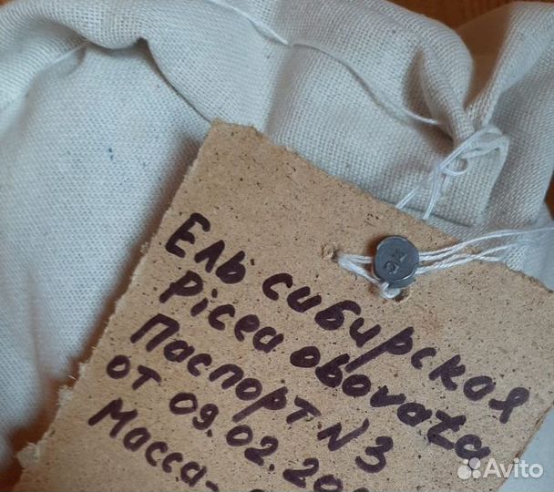 Семена / Сосна обыкновеная