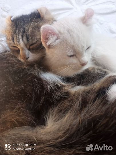Котята метисы