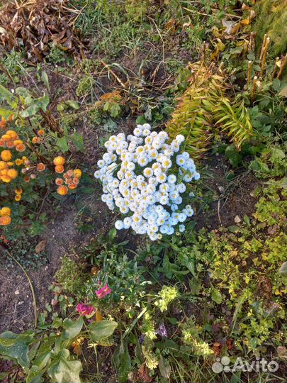 Хризантема мультифлора