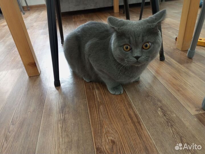 Вязка кошек