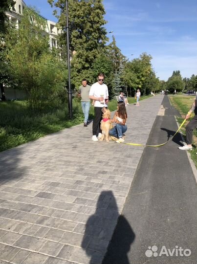 Золотистый ретривер для фотесессия