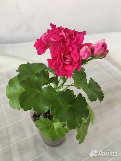 Пеларгония Тесс Влада