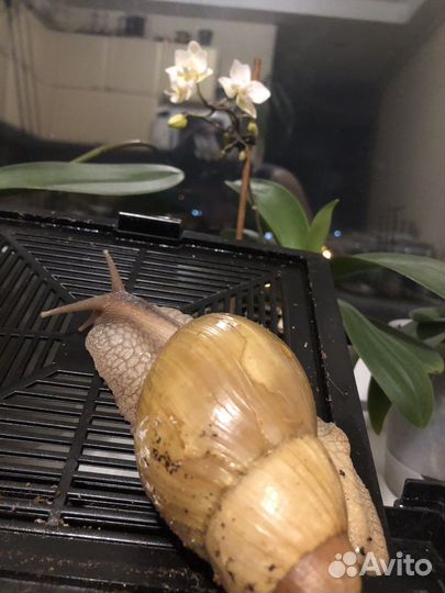 Террариум (бронь)