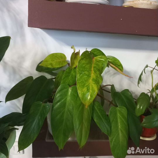 Филодендрон