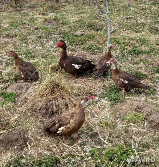 Мускусные утки