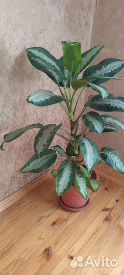 Диффенбахия