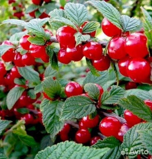 Саженцы вишни на ножке, войлочной вишни