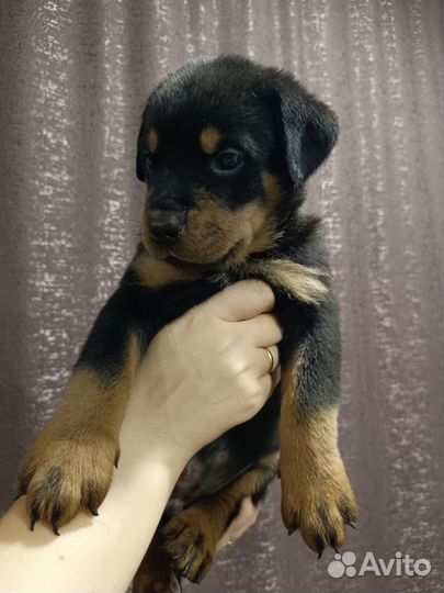 Продам щенка