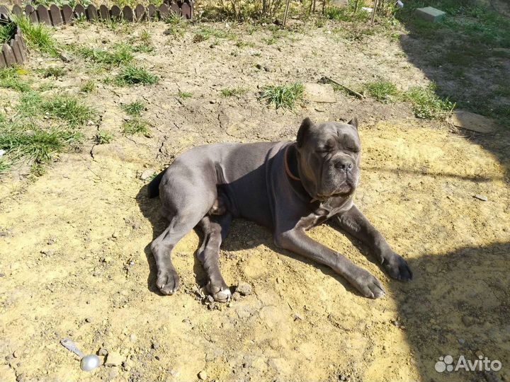 Кане корсо вязка