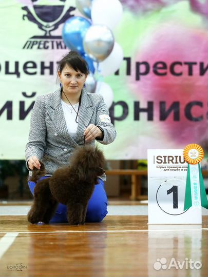 Вязка кобель пудель той