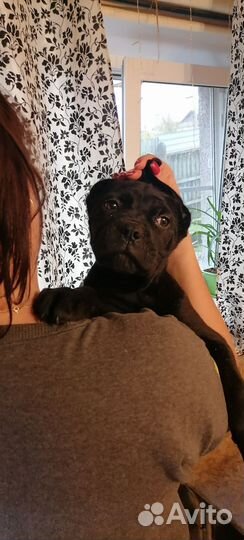 Щенки кане Корсо