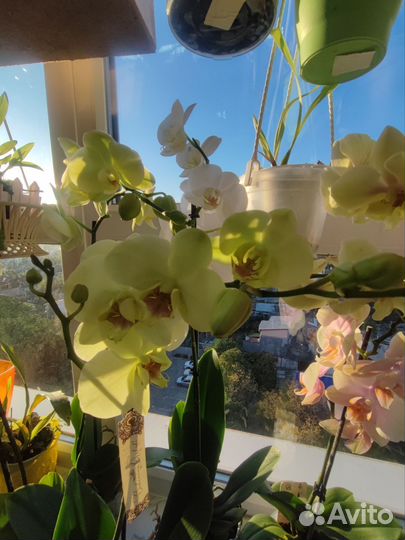 Орхидея фаленопсис и биг лип