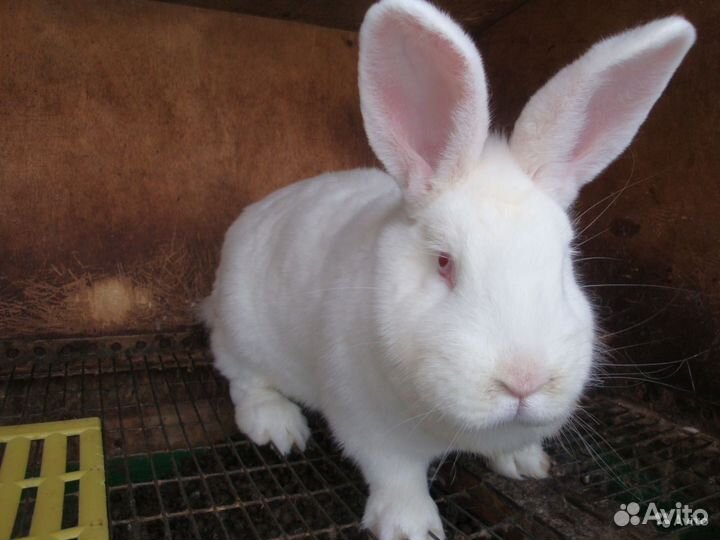 Молодняк кроликов Белый Паннон