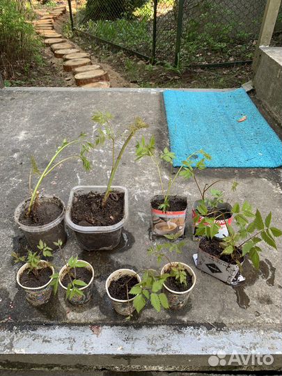 Волжанка (арункус)