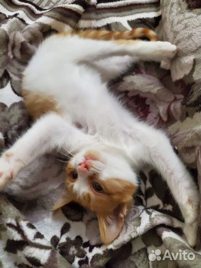 Рыжий котенок