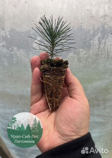 Зкс и окс Сосна Ель Лиственница сеянцы Голуб горн