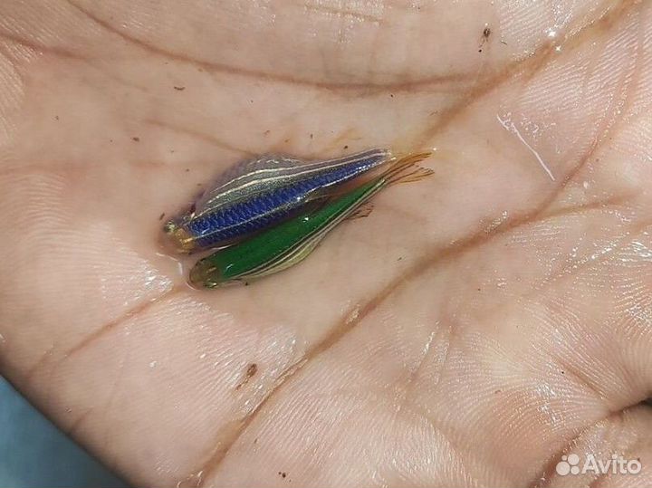 Светящийся зебровый данио