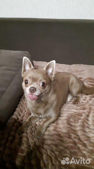 Вязка кобель чихуахуа