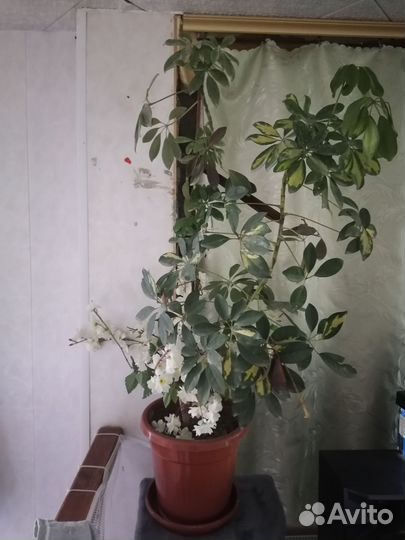 Комнатные растения