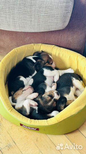 Щенки бигль