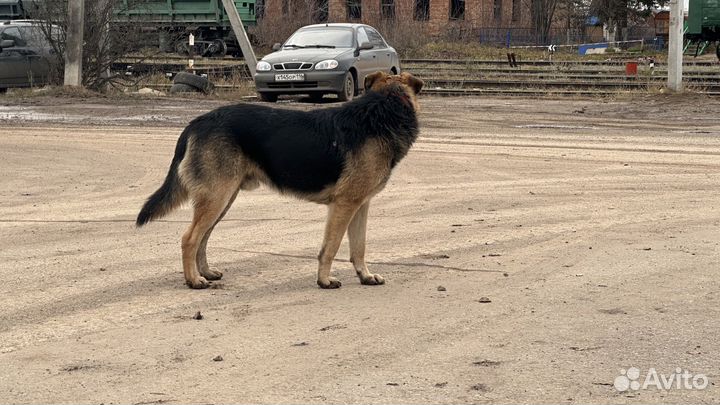 Щенок в добрые руки
