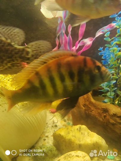 Рыба разная. Взрослая