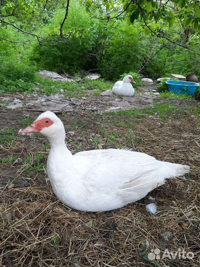 Индоутки белые