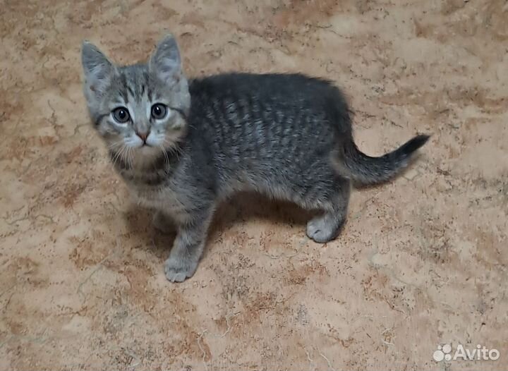 Котенок мальчик 2 месяца