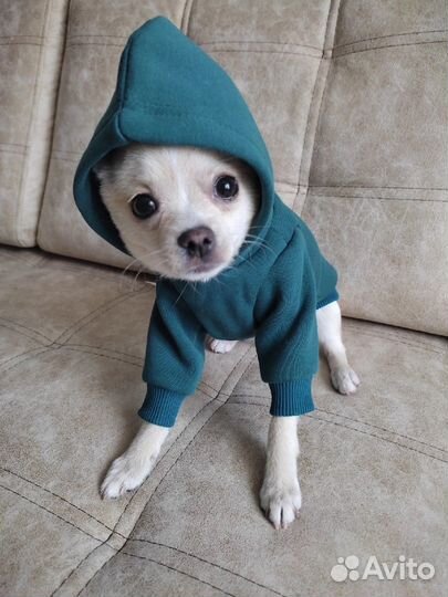 Одежда для собак маленьких пород жилетка и кофта
