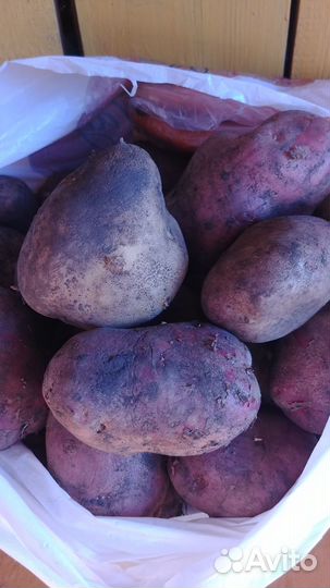 Картофель крупный