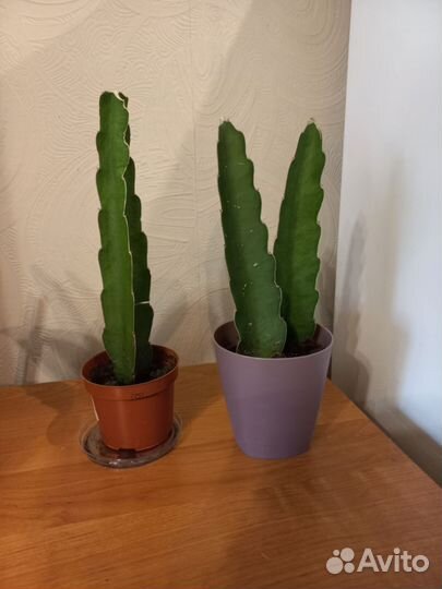 Кактус суккулент Эпифиллум