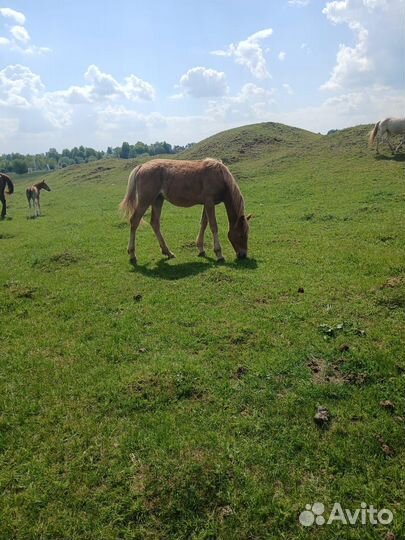 Жеребенок кобылка