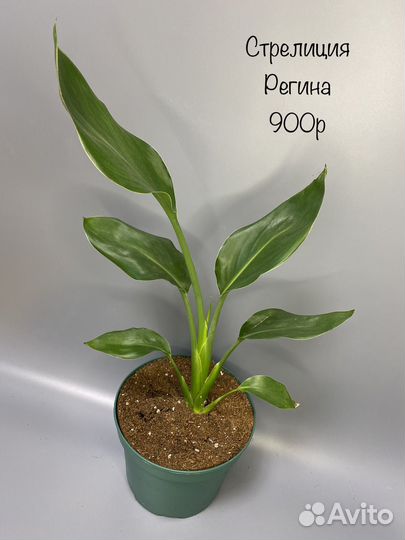 Стрелиция Регина