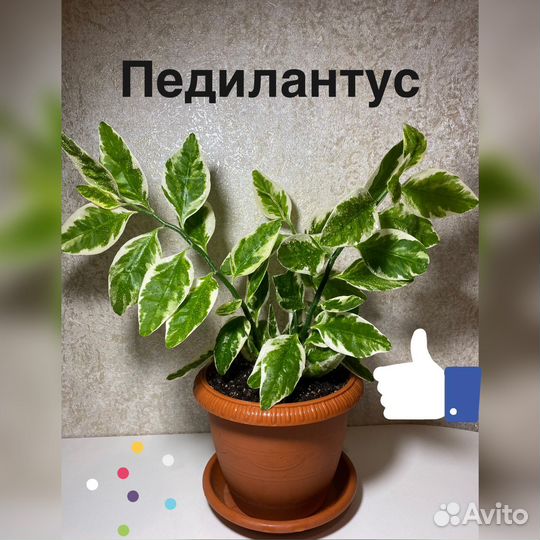 Педилантус