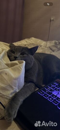 Британский кот