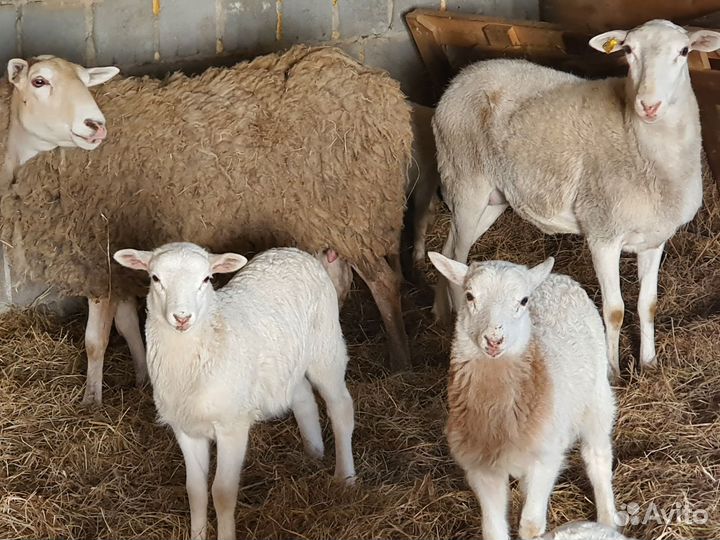 Овцы бараны катумские
