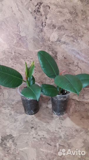 Фикус каучуконосный