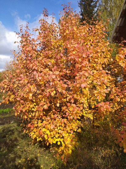 Дом 20 м² на участке 10 сот.