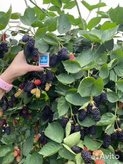 Саженцы ежевики «Натчез»