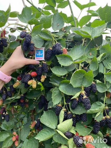Саженцы ежевики «Натчез»