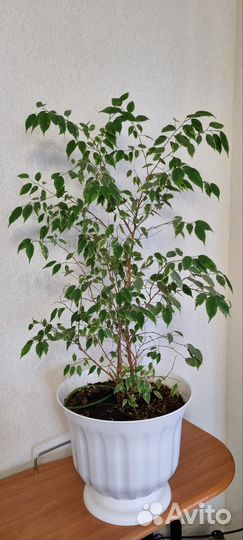 Фикус Бенджамина и Гибискус- китайская роза