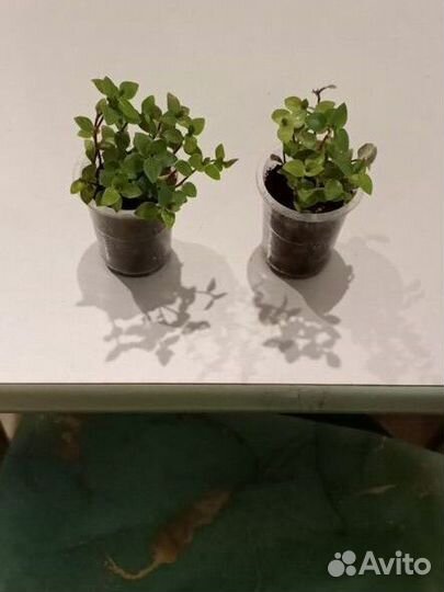 Коллизия жёлтая, зелёная