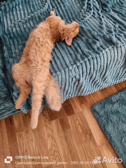 Кошка в дар бесплатно
