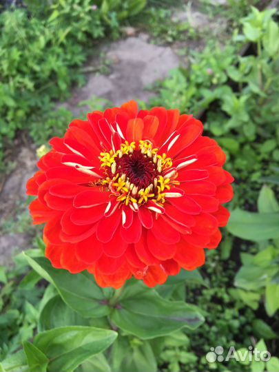 Цинии букет